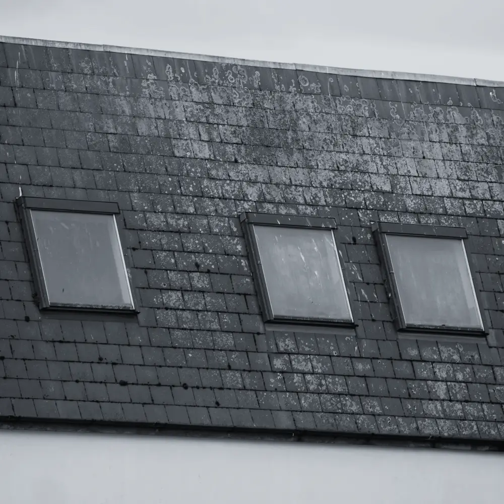 Moss around a row of skylights before cleaning
